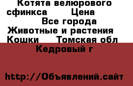 Котята велюрового сфинкса. .. › Цена ­ 15 000 - Все города Животные и растения » Кошки   . Томская обл.,Кедровый г.